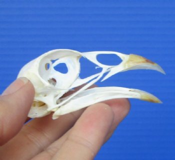 2-5/8 inches American Pheasant Skull for Sale for $19.99