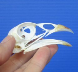 2-5/8 inches American Pheasant Skull for Sale for $19.99