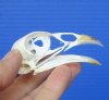 2-5/8 inches American Pheasant Skull for Sale - Buy this one for <font color=red> $24.99</font> (Plus $5.50 First Class Mail)