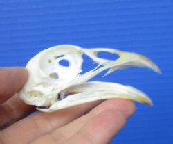 2-7/8 inches Real Pheasant Skull for Sale for $19.99