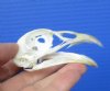 2-7/8 inches Real Pheasant Skull for Sale - Buy this one for <font color=red> $24.99</font> (Plus $5.50 First Class Mail)