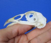 2-7/8 inches Real Pheasant Skull for Sale for $19.99