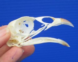 Bird Skulls (Poultry)