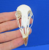 2-3/4 inches Authentic Pheasant Skull for Sale for $19.99