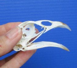 2-3/4 inches Pheasant Skull for Sale  for $19.99