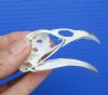 2-3/4 inches Pheasant Skull for Sale - Buy this one for <font color=red> $24.99</font> (Plus $5.50 First Class Mail)