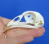2-3/4 inches Pheasant Skull for Sale  for $19.99