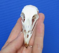 2-3/4 inches Pheasant Skull for Sale  for $19.99