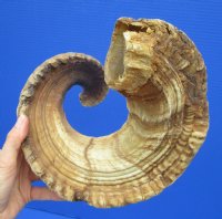 33 inches <font color=red> Huge Damaged</font> Merino Sheep Horn, Ram Horn for Sale - Buy this one for $22.99