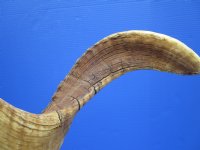 33 inches <font color=red> Huge Damaged</font> Merino Sheep Horn, Ram Horn for Sale - Buy this one for $22.99