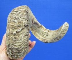 25 inches <font color=red> Damaged</font> African Merino Sheep Horn, Ram Horn for Sale (splits in curl) - Buy this one for $19.99