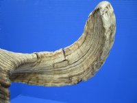 25 inches <font color=red> Damaged</font> African Merino Sheep Horn, Ram Horn for Sale (splits in curl) - Buy this one for $19.99