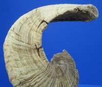 25 inches <font color=red> Damaged</font> African Merino Sheep Horn, Ram Horn for Sale (splits in curl) - Buy this one for $19.99