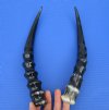 2 <font color=red> Polished</font> Blesbok Horns for Sale 11-3/8 and 12 inches (1 right, 1 left) - Buy these for $20.00 each