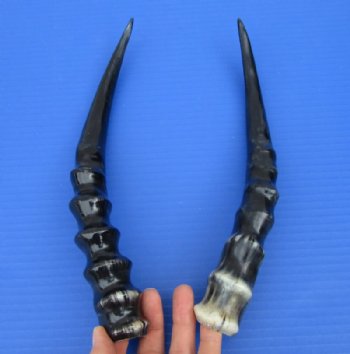 2 <font color=red> Polished</font> Blesbok Horns for Sale 11-3/8 and 12 inches (1 right, 1 left) - Buy these for $20.00 each