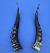 2 <font color=red> Polished</font> Blesbok Horns for Sale 11-3/8 and 12 inches (1 right, 1 left) - Buy these for $20.00 each