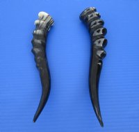 2 <font color=red> Polished</font> Blesbok Horns for Sale 11-3/8 and 12 inches (1 right, 1 left) - Buy these for $20.00 each