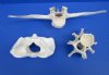 3 Real Cow Vertebrae Bones for Crafts 4, 4-3/4 and 16 inches - Buy these 3 for $10.00 each
