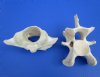 2 Real Cow Vertebrae Bones for Crafts 5-3/4 and 6-1/2 inches - Buy these 2 for $10 each