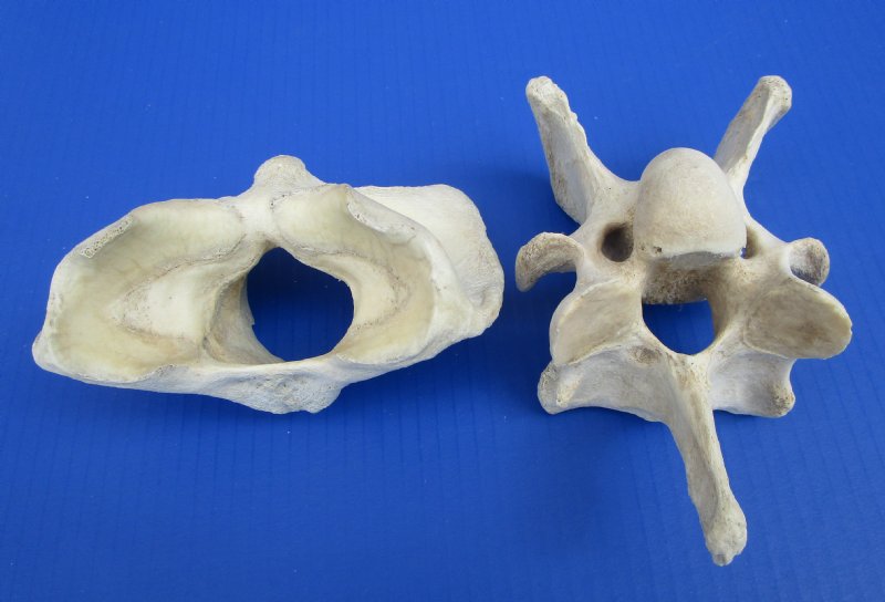 2 Real Cow Vertebrae Bones for Crafts 10 each