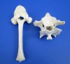 2 Cow Vertebrae Bones 4-1/4 and 9-3/4 inches - Buy these 2 for $10.00 each
