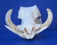 12-1/2 inches African Warthog Skull for Sale with 5-3/4 and 6 inches Ivory Tusks (few holes, missing teeth, missing bone)- Buy this one for $109.99
