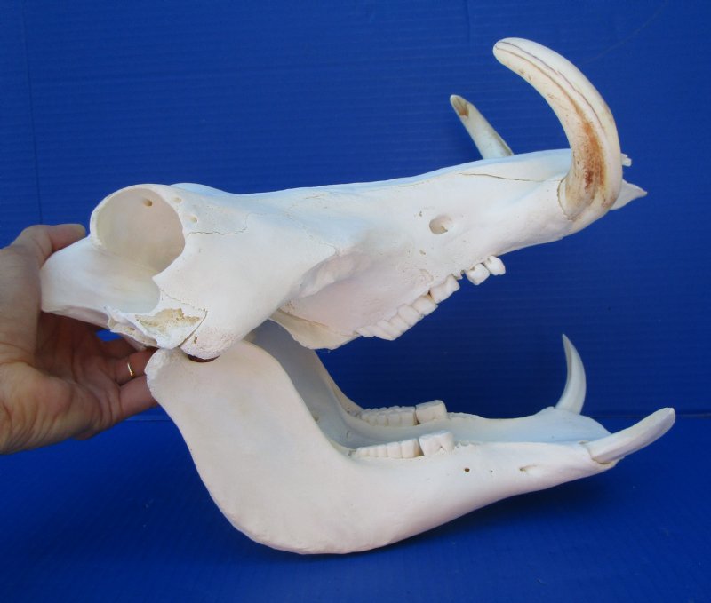 12-1/2 inches African Warthog Skull for Sale with 5-3/4 and 6 inches