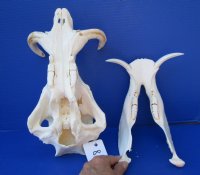 12-1/2 inches African Warthog Skull for Sale with 5-3/4 and 6 inches Ivory Tusks (few holes, missing teeth, missing bone)- Buy this one for $109.99