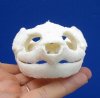 4-1/2 by 2-5/8 inches Common Snapping Turtle Skull for Sal - Buy this one for <font color=red> $54.99</font> (Plus $8.50 First Class Mail)