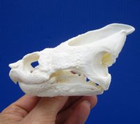 4-1/2 by 2-5/8 inches Common Snapping Turtle Skull for Sal - Buy this one for $54.99