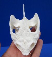 4-1/2 by 2-5/8 inches Common Snapping Turtle Skull for Sal - Buy this one for $54.99