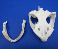 4-1/2 by 2-5/8 inches Common Snapping Turtle Skull for Sal - Buy this one for $54.99