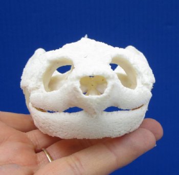 4-1/2 by 2-5/8 inches Common Snapping Turtle Skull for Sal - Buy this one for $54.99