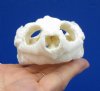 4-3/4 by 2-7/8 inches Authentic Snapping Turtle Skull for Sale - Buy this one for <font color=red> $54.99</font> (Plus $8.50 First Class Mail)