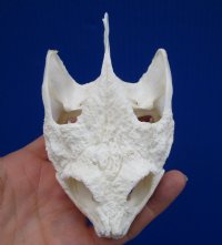 4-3/4 by 2-7/8 inches Authentic Snapping Turtle Skull for Sale - Buy this one for $54.99