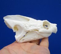 4-3/4 by 2-7/8 inches Authentic Snapping Turtle Skull for Sale - Buy this one for $54.99