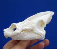 4-3/4 by 2-7/8 inches Authentic Snapping Turtle Skull for Sale - Buy this one for $54.99