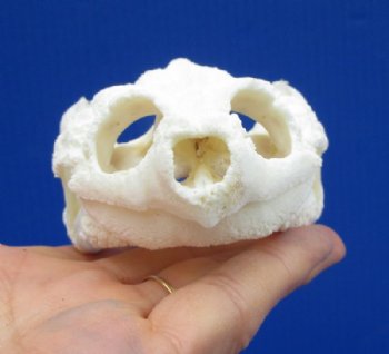 4-3/4 by 2-7/8 inches Authentic Snapping Turtle Skull for Sale - Buy this one for $54.99