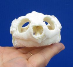 4-3/4 by 2-7/8 inches Authentic Snapping Turtle Skull for Sale - Buy this one for $54.99