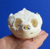 4-7/8 by 3 inches Snapping Turtle Skull for Sale - Buy this one for <font color=red>$54.99</font>  (Plus $8.50  First Class Mail)