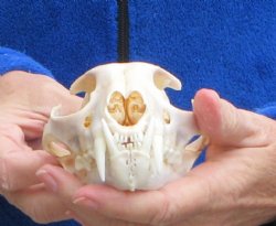 North American Lynx Skull, 5-1/4 by 3-1/2 inches