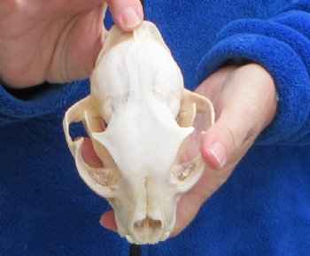 North American Lynx Skull, 5-1/4 by 3-1/2 inches