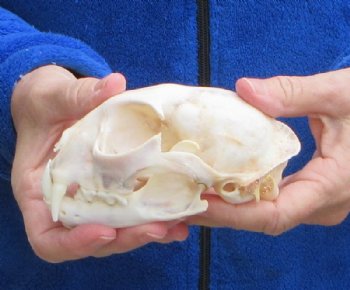 North American Lynx Skull, 5-1/4 by 3-1/2 inches