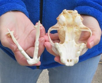 North American Lynx Skull, 5-1/4 by 3-1/2 inches