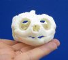 4-3/8 by 2-3/4 inches Real Common Snapping Turtle Skull for Sale - Buy this one for <font color=red> $54.99</font> (Plus $8.50 First Class Mail)