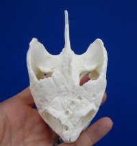 4-3/8 by 2-3/4 inches Real Common Snapping Turtle Skull for Sale - Buy this one for $54.99