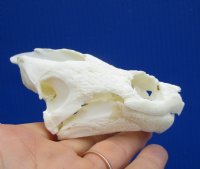4-3/8 by 2-3/4 inches Real Common Snapping Turtle Skull for Sale - Buy this one for $54.99
