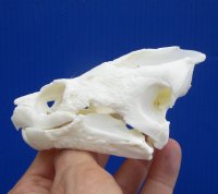 4-3/8 by 2-3/4 inches Real Common Snapping Turtle Skull for Sale - Buy this one for $54.99