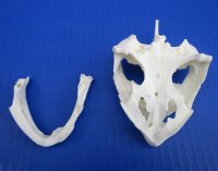 4-3/8 by 2-3/4 inches Real Common Snapping Turtle Skull for Sale - Buy this one for $54.99