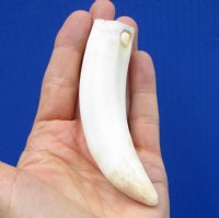 4-3/4 inches Huge Florida Alligator Tooth for Sale - Buy this on for <font color=red> $44.99</font> (Plus $6.50 First Class Mail)